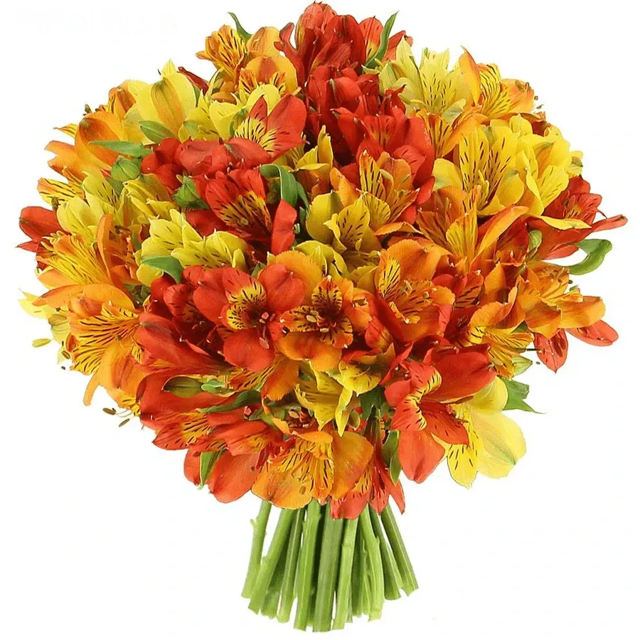 Альстромерия микс №2