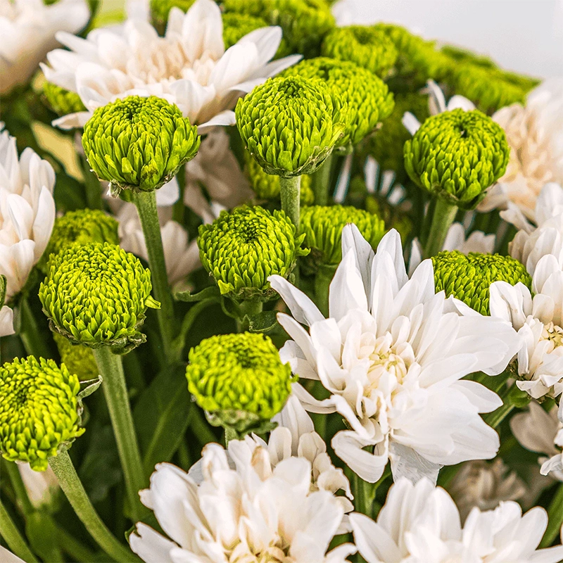 Букет из 7 кустовых хризантем