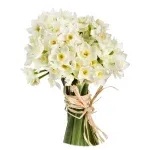 Нарцисс белый