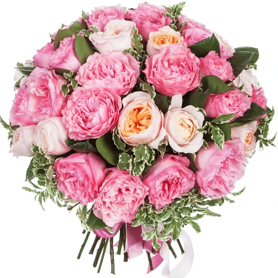 Розы Пионовидные микс №2